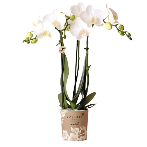 [Brand/Company Name] [Plant/Flower Type] and [Plant/Flower Type] set in [Material/Color] pot on [Material/Color] tray.