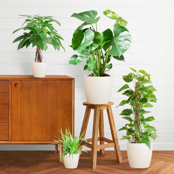 [Brand/Company Name] [Plant/Flower Type] and [Plant/Flower Type] set in [Material/Color] pot on [Material/Color] tray.