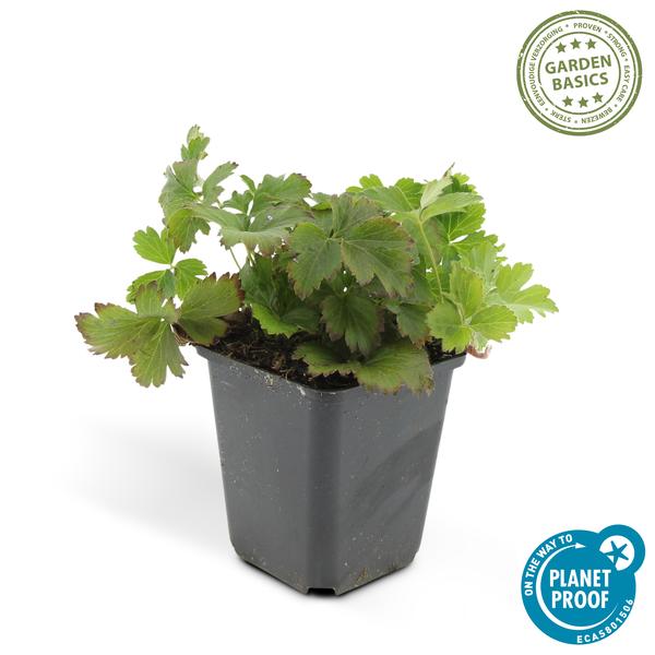 [Brand/Company Name] [Plant/Flower Type] and [Plant/Flower Type] set in [Material/Color] pot on [Material/Color] tray.