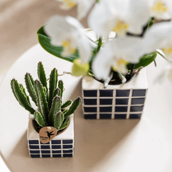 [Brand/Company Name] [Plant/Flower Type] and [Plant/Flower Type] set in [Material/Color] pot on [Material/Color] tray.