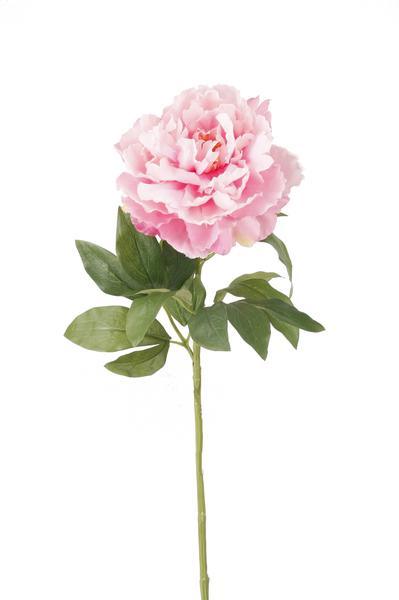 [Brand/Company Name] [Plant/Flower Type] and [Plant/Flower Type] set in [Material/Color] pot on [Material/Color] tray.