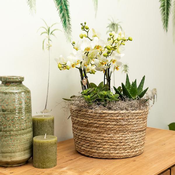 [Brand/Company Name] [Plant/Flower Type] and [Plant/Flower Type] set in [Material/Color] pot on [Material/Color] tray.