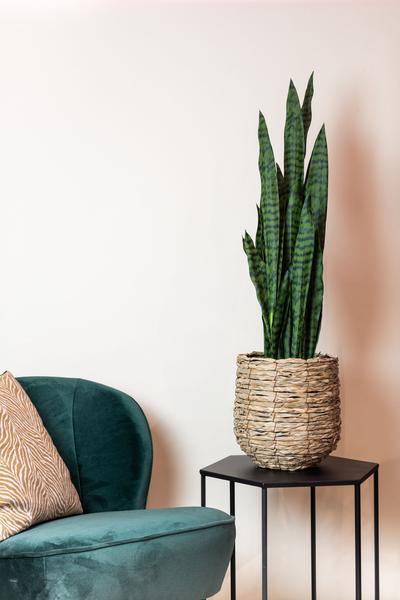[Brand/Company Name] [Plant/Flower Type] and [Plant/Flower Type] set in [Material/Color] pot on [Material/Color] tray.
