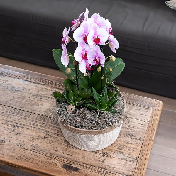 [Brand/Company Name] [Plant/Flower Type] and [Plant/Flower Type] set in [Material/Color] pot on [Material/Color] tray.