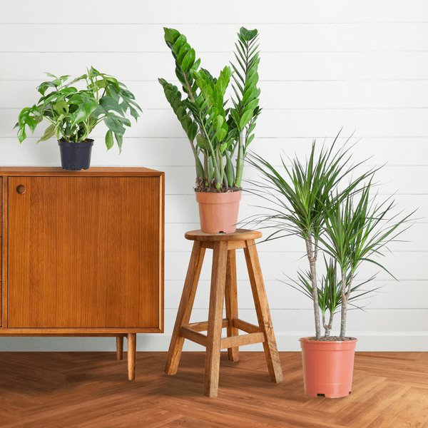[Brand/Company Name] [Plant/Flower Type] and [Plant/Flower Type] set in [Material/Color] pot on [Material/Color] tray.