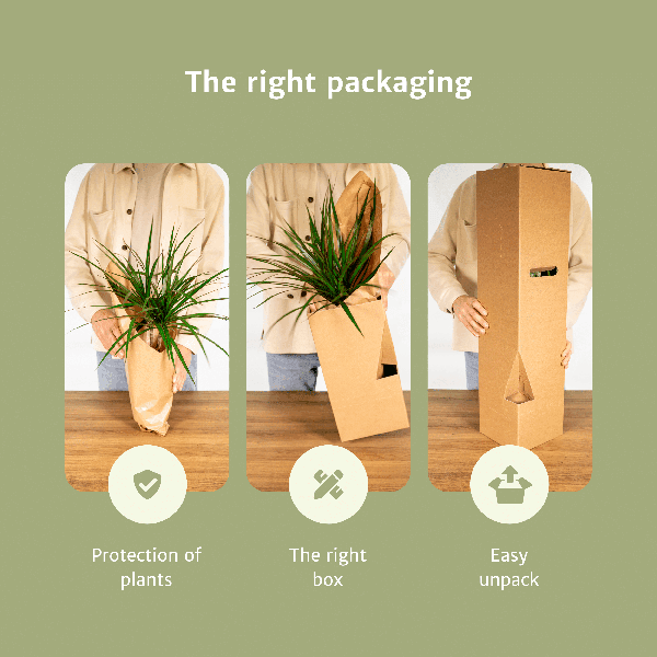 [Brand/Company Name] [Plant/Flower Type] and [Plant/Flower Type] set in [Material/Color] pot on [Material/Color] tray.