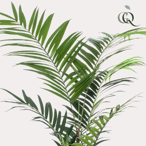 [Brand/Company Name] [Plant/Flower Type] and [Plant/Flower Type] set in [Material/Color] pot on [Material/Color] tray.