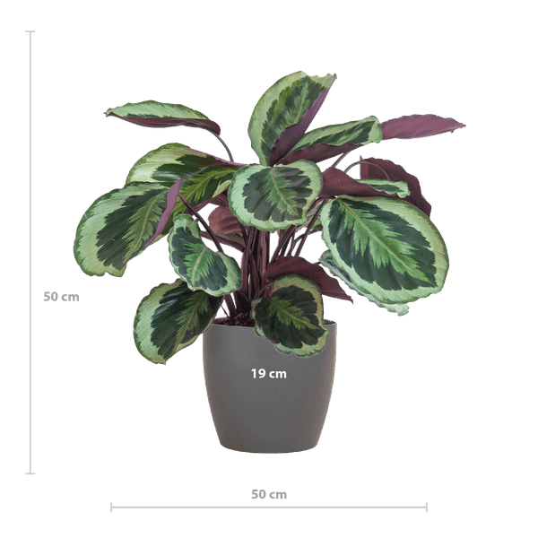 [Brand/Company Name] [Plant/Flower Type] and [Plant/Flower Type] set in [Material/Color] pot on [Material/Color] tray.
