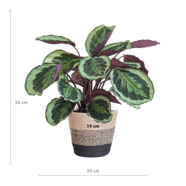 [Brand/Company Name] [Plant/Flower Type] and [Plant/Flower Type] set in [Material/Color] pot on [Material/Color] tray.