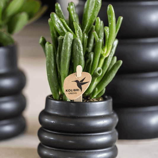 [Brand/Company Name] [Plant/Flower Type] and [Plant/Flower Type] set in [Material/Color] pot on [Material/Color] tray.