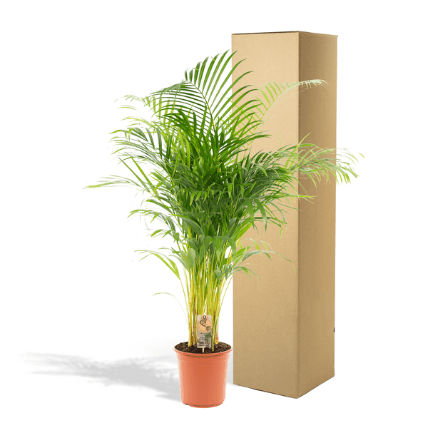 [Brand/Company Name] [Plant/Flower Type] and [Plant/Flower Type] set in [Material/Color] pot on [Material/Color] tray.