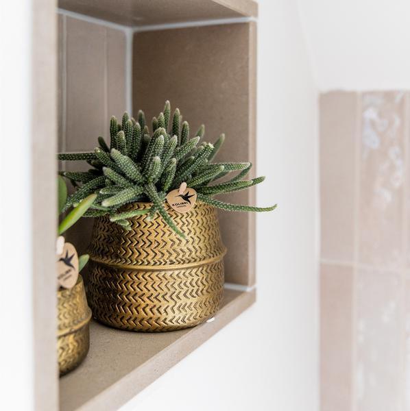 [Brand/Company Name] [Plant/Flower Type] and [Plant/Flower Type] set in [Material/Color] pot on [Material/Color] tray.