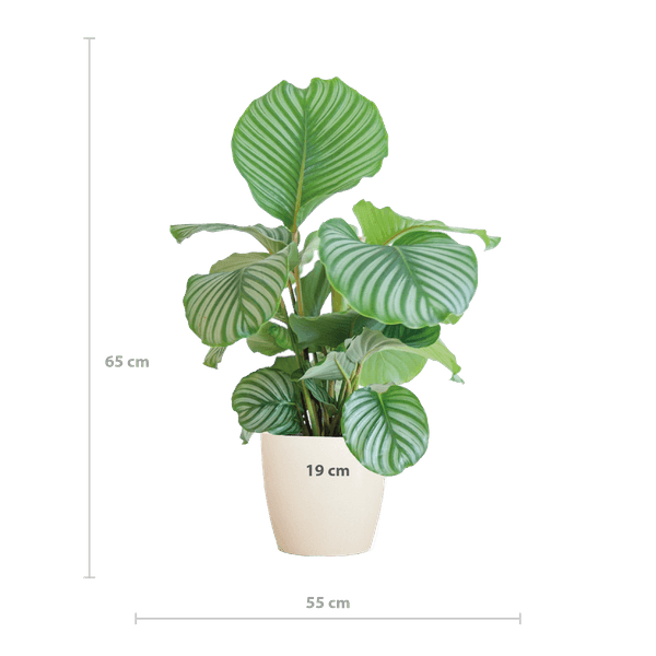 [Brand/Company Name] [Plant/Flower Type] and [Plant/Flower Type] set in [Material/Color] pot on [Material/Color] tray.