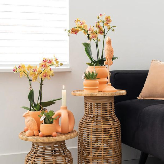 [Brand/Company Name] [Plant/Flower Type] and [Plant/Flower Type] set in [Material/Color] pot on [Material/Color] tray.