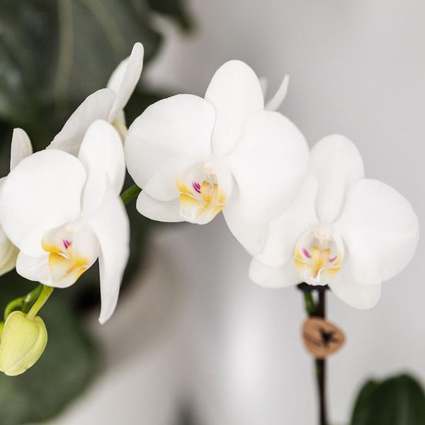 [Brand/Company Name] [Plant/Flower Type] and [Plant/Flower Type] set in [Material/Color] pot on [Material/Color] tray.