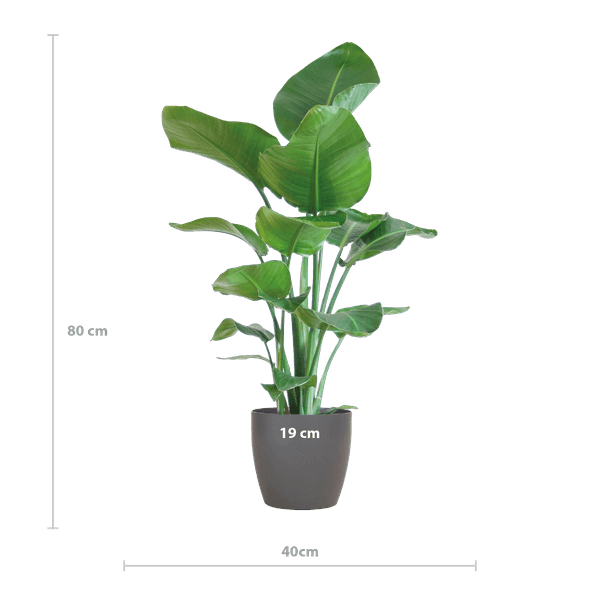 [Brand/Company Name] [Plant/Flower Type] and [Plant/Flower Type] set in [Material/Color] pot on [Material/Color] tray.