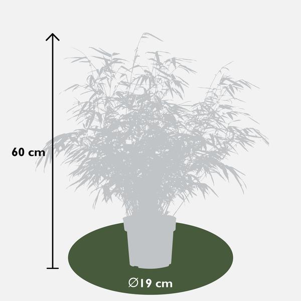 [Brand/Company Name] [Plant/Flower Type] and [Plant/Flower Type] set in [Material/Color] pot on [Material/Color] tray.
