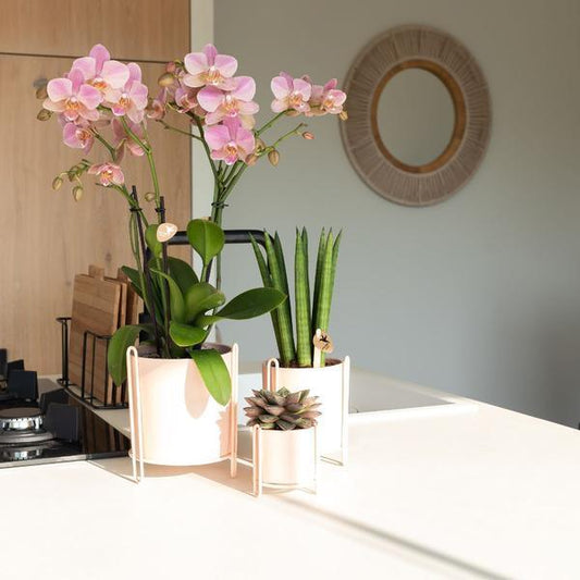 [Brand/Company Name] [Plant/Flower Type] and [Plant/Flower Type] set in [Material/Color] pot on [Material/Color] tray.