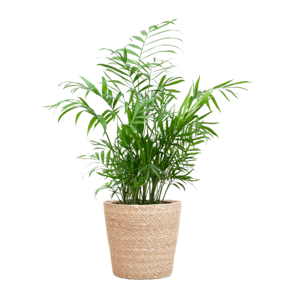 [Brand/Company Name] [Plant/Flower Type] and [Plant/Flower Type] set in [Material/Color] pot on [Material/Color] tray.