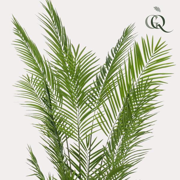 [Brand/Company Name] [Plant/Flower Type] and [Plant/Flower Type] set in [Material/Color] pot on [Material/Color] tray.