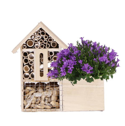 [Brand/Company Name] [Plant/Flower Type] and [Plant/Flower Type] set in [Material/Color] pot on [Material/Color] tray.