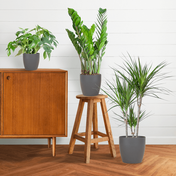 [Brand/Company Name] [Plant/Flower Type] and [Plant/Flower Type] set in [Material/Color] pot on [Material/Color] tray.
