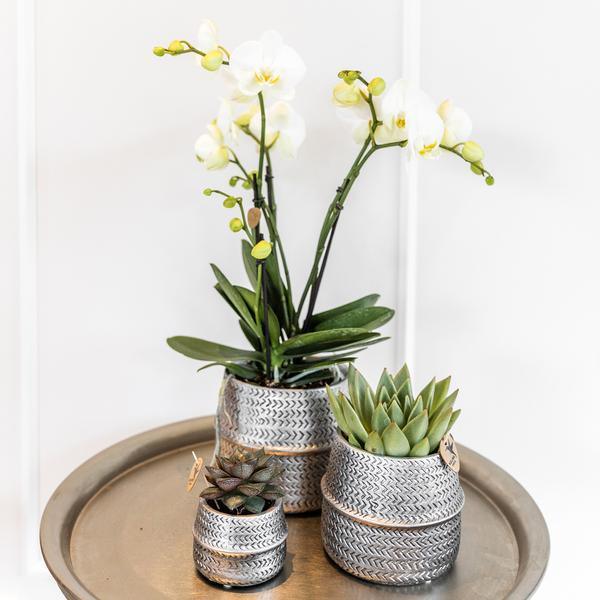[Brand/Company Name] [Plant/Flower Type] and [Plant/Flower Type] set in [Material/Color] pot on [Material/Color] tray.