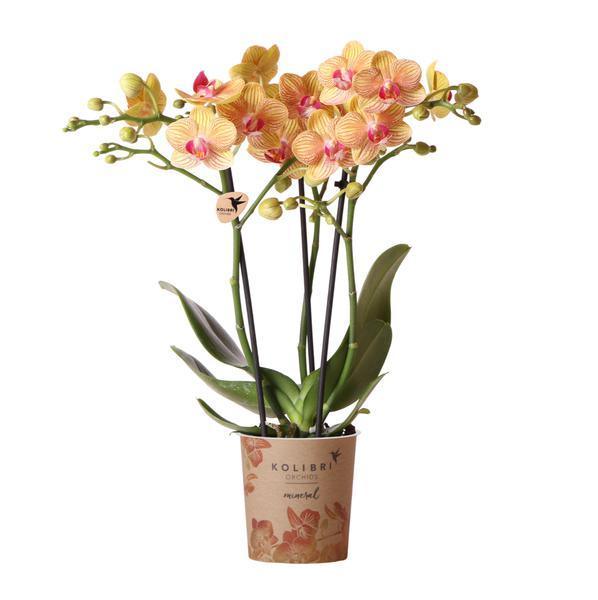 [Brand/Company Name] [Plant/Flower Type] and [Plant/Flower Type] set in [Material/Color] pot on [Material/Color] tray.