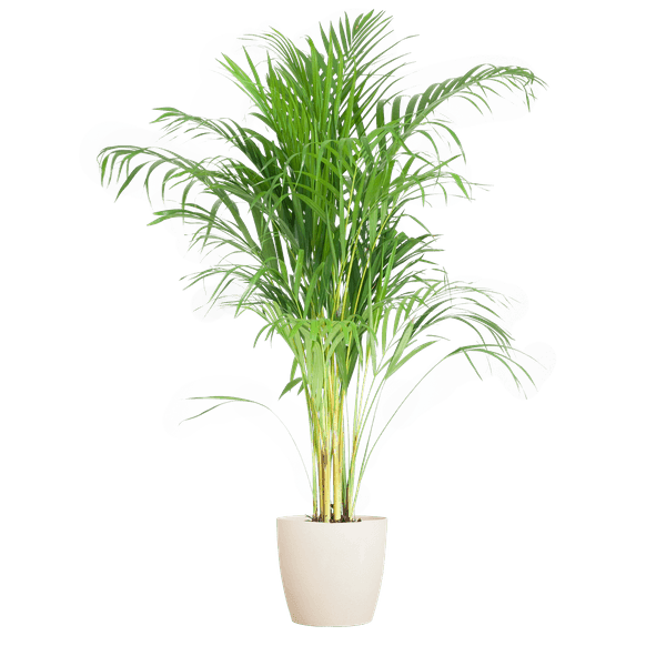 [Brand/Company Name] [Plant/Flower Type] and [Plant/Flower Type] set in [Material/Color] pot on [Material/Color] tray.