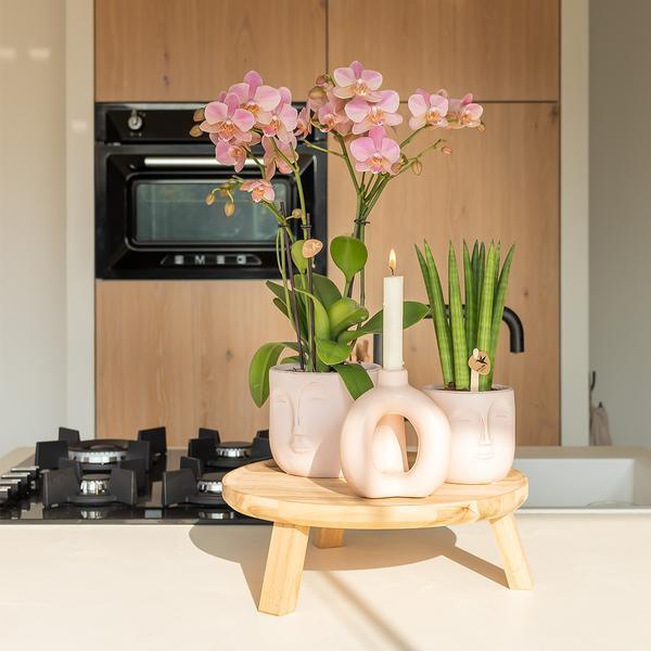 [Brand/Company Name] [Plant/Flower Type] and [Plant/Flower Type] set in [Material/Color] pot on [Material/Color] tray.