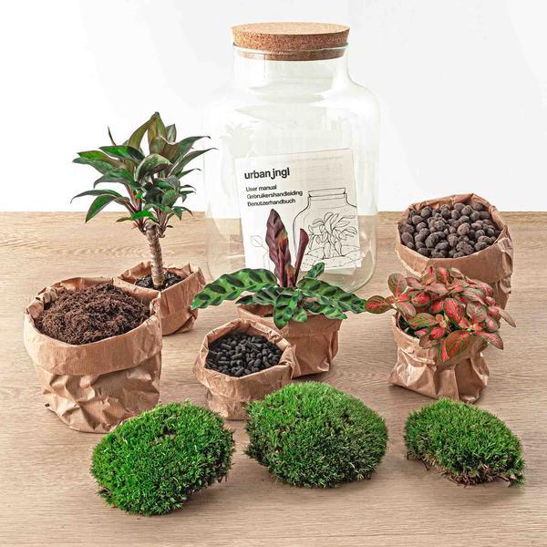 [Brand/Company Name] [Plant/Flower Type] and [Plant/Flower Type] set in [Material/Color] pot on [Material/Color] tray.