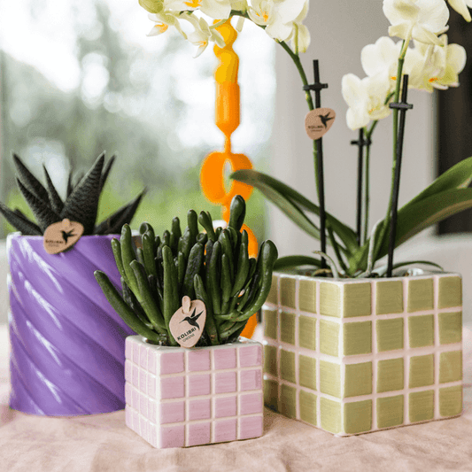 [Brand/Company Name] [Plant/Flower Type] and [Plant/Flower Type] set in [Material/Color] pot on [Material/Color] tray.