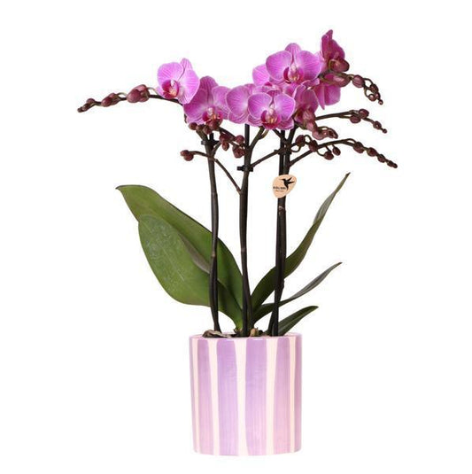[Brand/Company Name] [Plant/Flower Type] and [Plant/Flower Type] set in [Material/Color] pot on [Material/Color] tray.