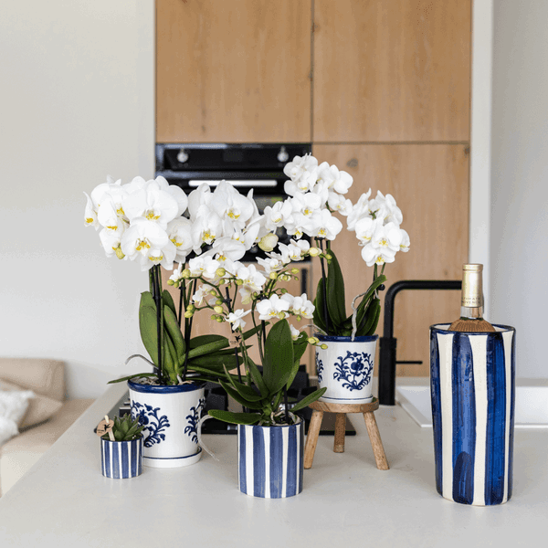 [Brand/Company Name] [Plant/Flower Type] and [Plant/Flower Type] set in [Material/Color] pot on [Material/Color] tray.