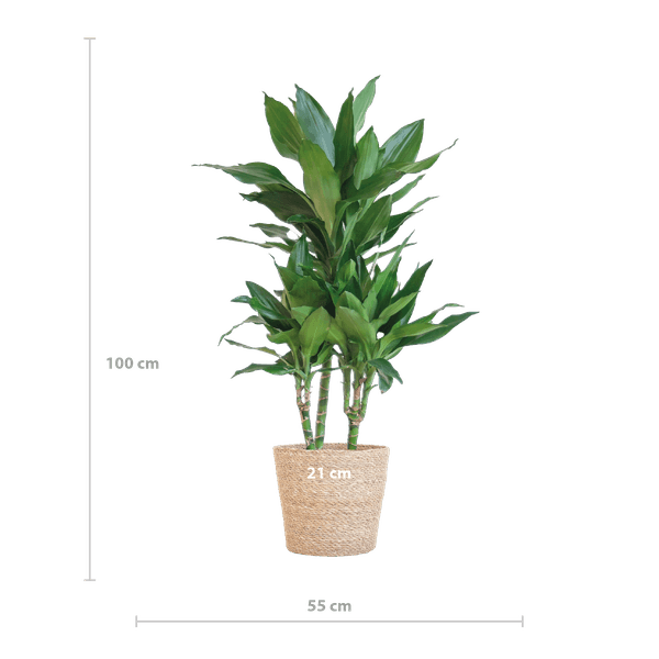 [Brand/Company Name] [Plant/Flower Type] and [Plant/Flower Type] set in [Material/Color] pot on [Material/Color] tray.