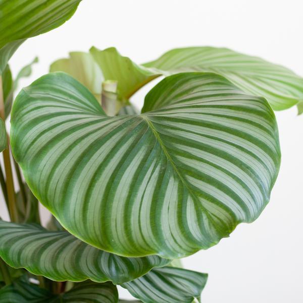 [Brand/Company Name] [Plant/Flower Type] and [Plant/Flower Type] set in [Material/Color] pot on [Material/Color] tray.