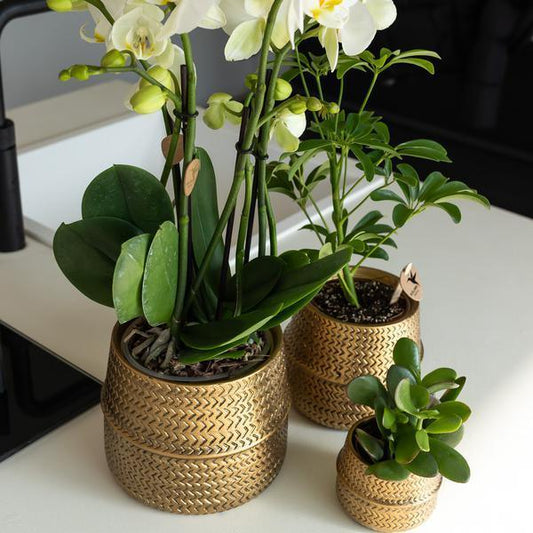 [Brand/Company Name] [Plant/Flower Type] and [Plant/Flower Type] set in [Material/Color] pot on [Material/Color] tray.