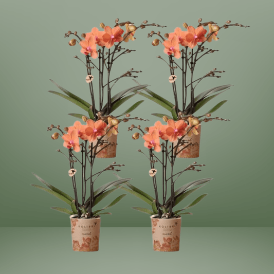 [Brand/Company Name] [Plant/Flower Type] and [Plant/Flower Type] set in [Material/Color] pot on [Material/Color] tray.