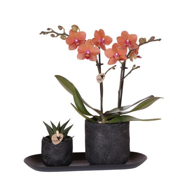 [Brand/Company Name] [Plant/Flower Type] and [Plant/Flower Type] set in [Material/Color] pot on [Material/Color] tray.