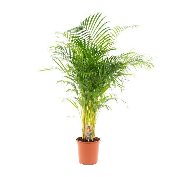 [Brand/Company Name] [Plant/Flower Type] and [Plant/Flower Type] set in [Material/Color] pot on [Material/Color] tray.