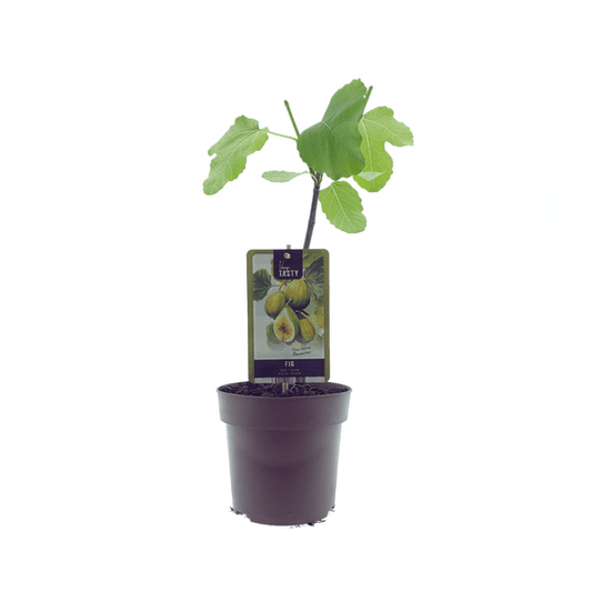 [Brand/Company Name] [Plant/Flower Type] and [Plant/Flower Type] set in [Material/Color] pot on [Material/Color] tray.