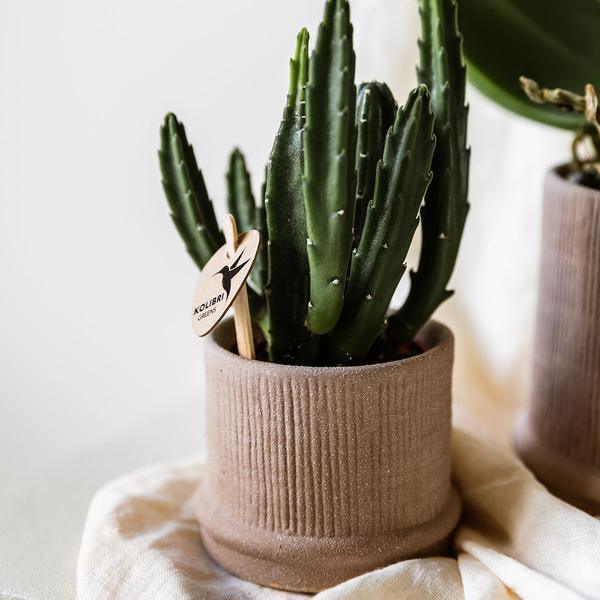 [Brand/Company Name] [Plant/Flower Type] and [Plant/Flower Type] set in [Material/Color] pot on [Material/Color] tray.