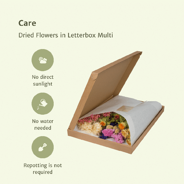[Brand/Company Name] [Plant/Flower Type] and [Plant/Flower Type] set in [Material/Color] pot on [Material/Color] tray.