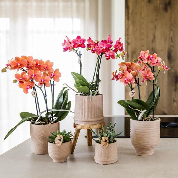 [Brand/Company Name] [Plant/Flower Type] and [Plant/Flower Type] set in [Material/Color] pot on [Material/Color] tray.