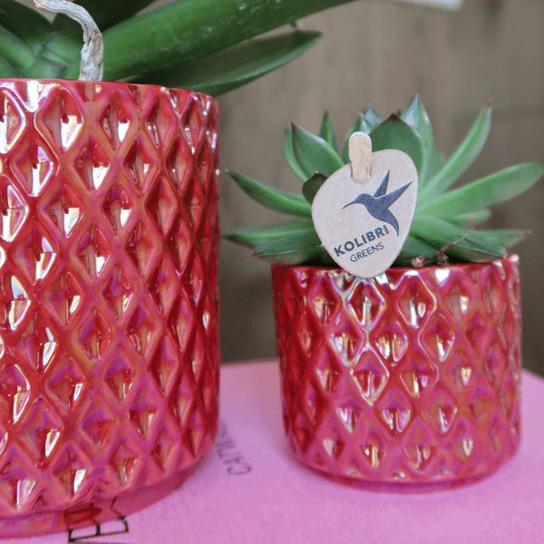 [Brand/Company Name] [Plant/Flower Type] and [Plant/Flower Type] set in [Material/Color] pot on [Material/Color] tray.
