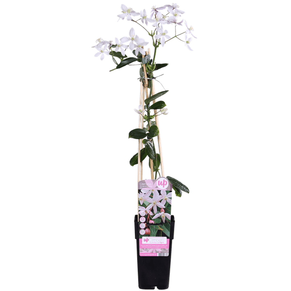 [Brand/Company Name] [Plant/Flower Type] and [Plant/Flower Type] set in [Material/Color] pot on [Material/Color] tray.