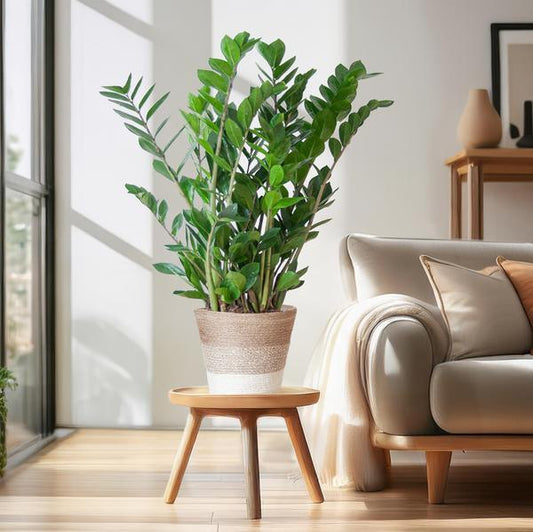 [Brand/Company Name] [Plant/Flower Type] and [Plant/Flower Type] set in [Material/Color] pot on [Material/Color] tray.