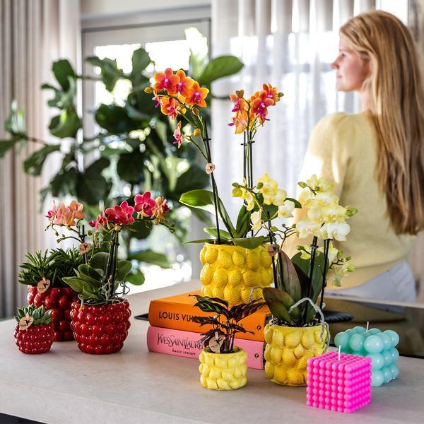 [Brand/Company Name] [Plant/Flower Type] and [Plant/Flower Type] set in [Material/Color] pot on [Material/Color] tray.