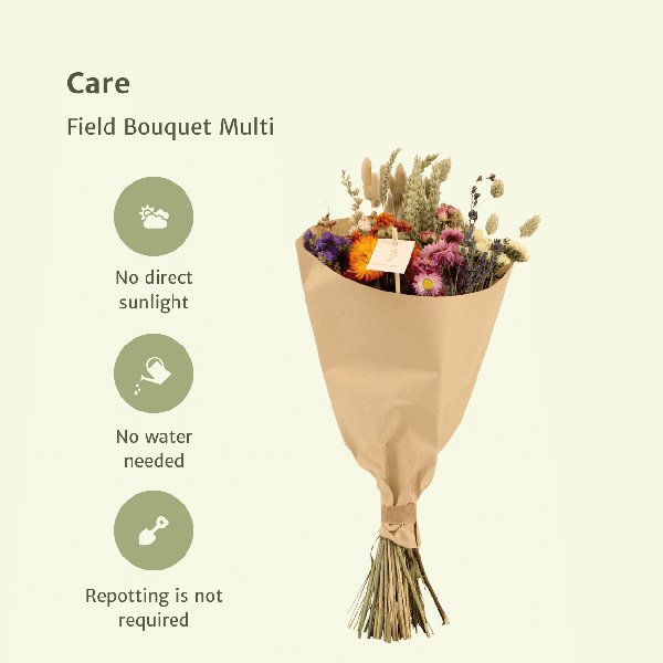 [Brand/Company Name] [Plant/Flower Type] and [Plant/Flower Type] set in [Material/Color] pot on [Material/Color] tray.