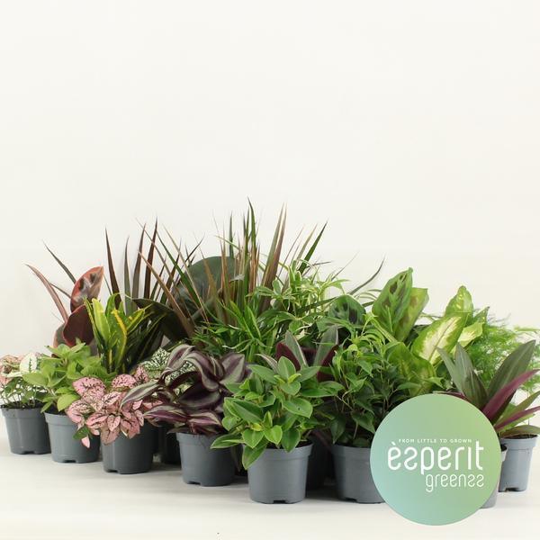 [Brand/Company Name] [Plant/Flower Type] and [Plant/Flower Type] set in [Material/Color] pot on [Material/Color] tray.